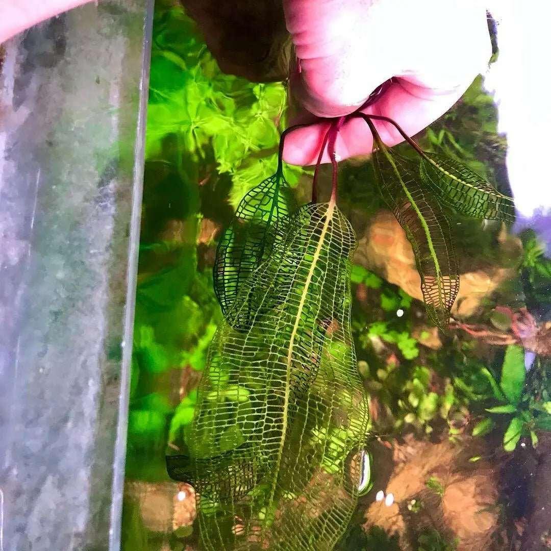 Madagascar Lace Plant (Rare).