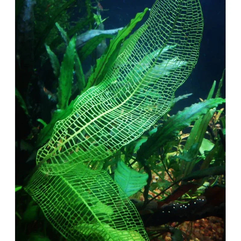 Madagascar Lace Plant (Rare).