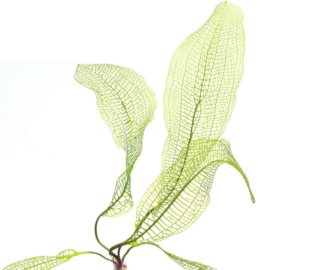 Madagascar Lace Plant (Rare).