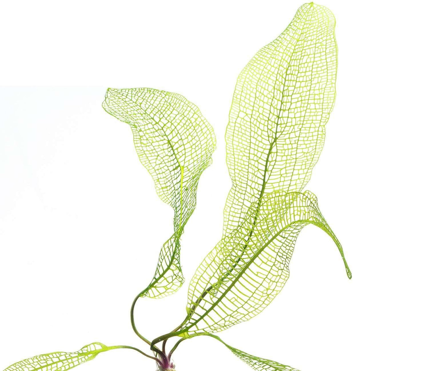 Madagascar Lace Plant (Rare).