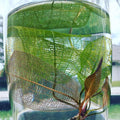 Madagascar Lace Plant (Rare).