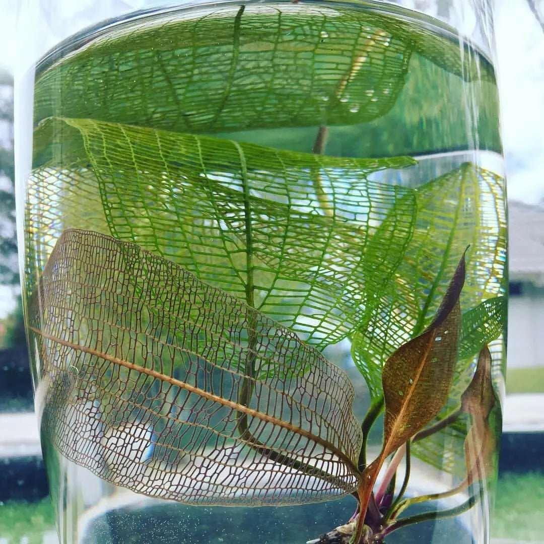 Madagascar Lace Plant (Rare).