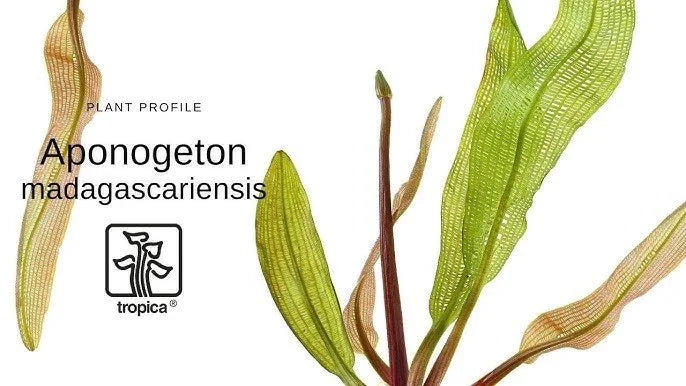 Madagascar Lace Plant (Rare).