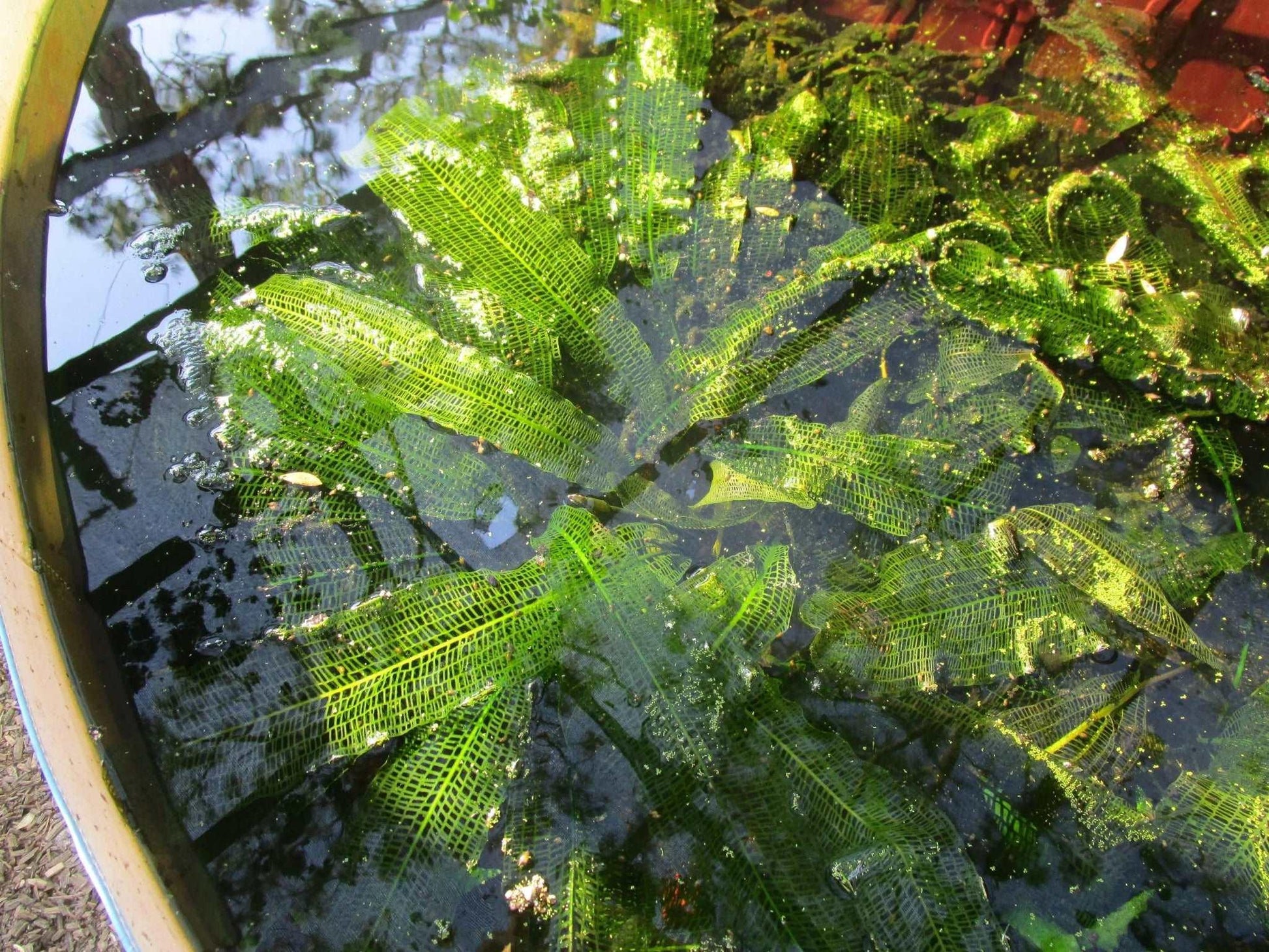 Madagascar Lace Plant (Rare).