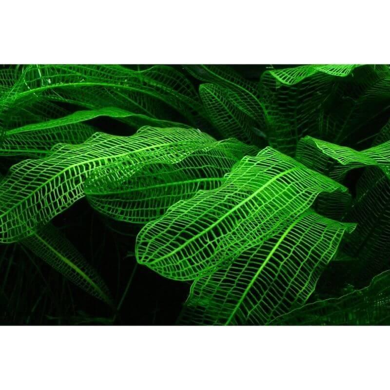 Madagascar Lace Plant (Rare).