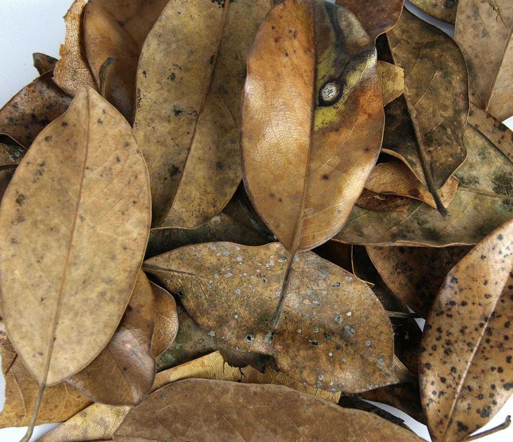 Magnolia leaves (10 Pack) - The Nature Gallery