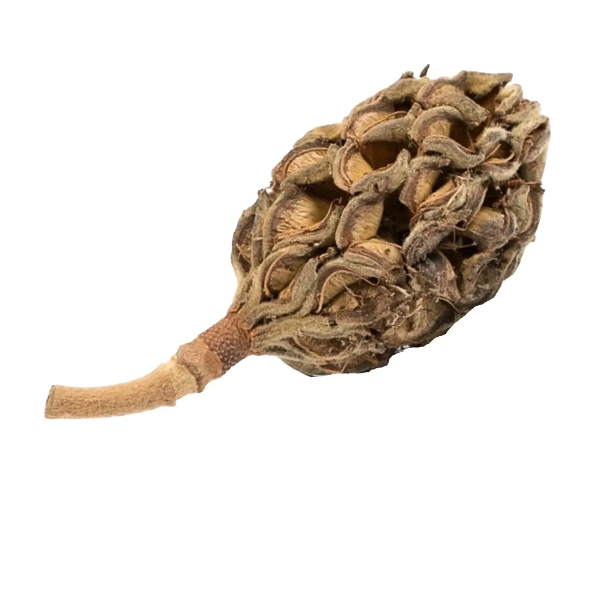 Magnolia seed pods *Large* (Pack of 3) - The Nature Gallery