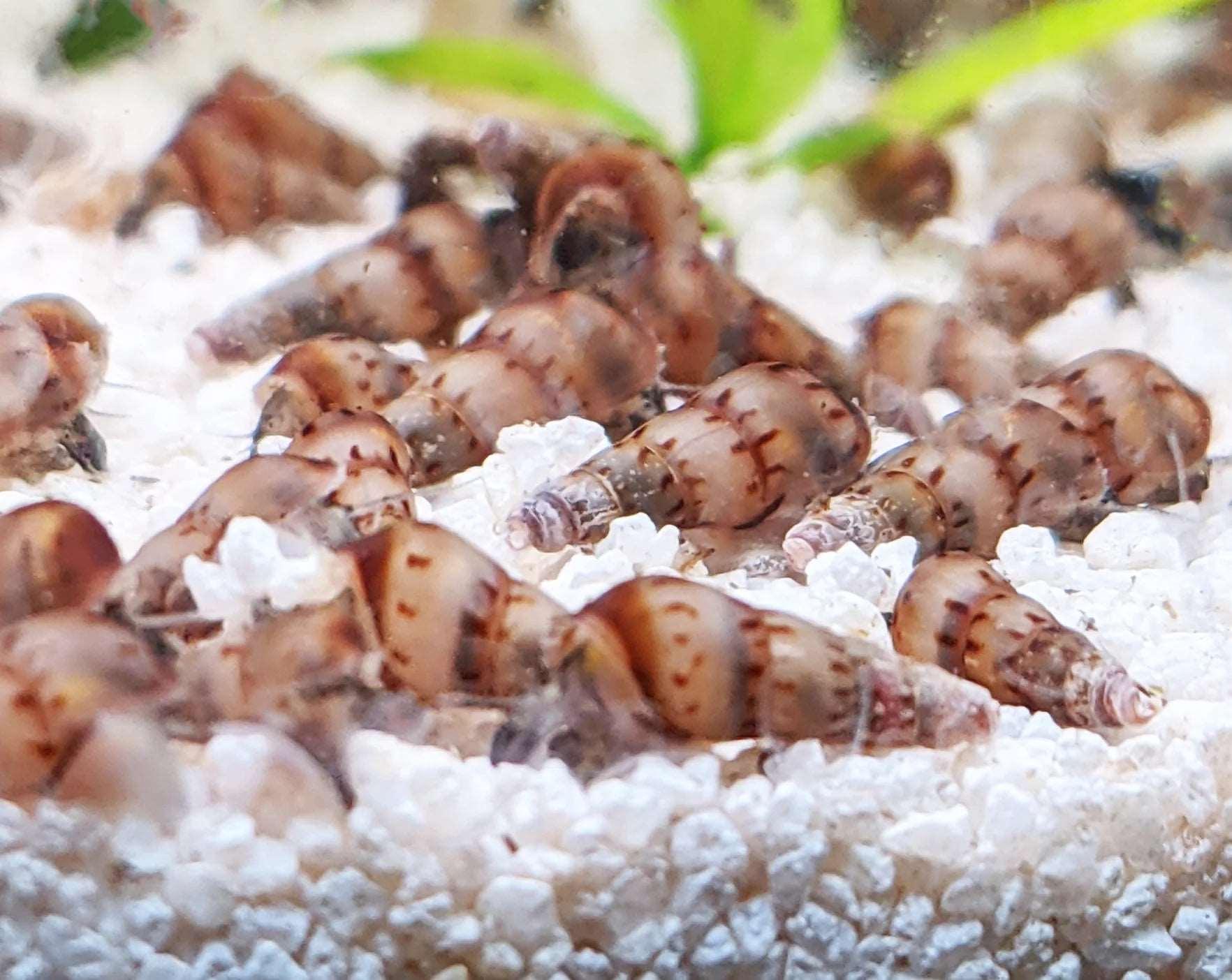 Malaysian Trumpet Snails - The Nature Gallery