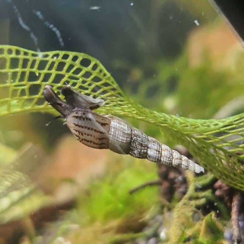 Malaysian Trumpet Snails - The Nature Gallery
