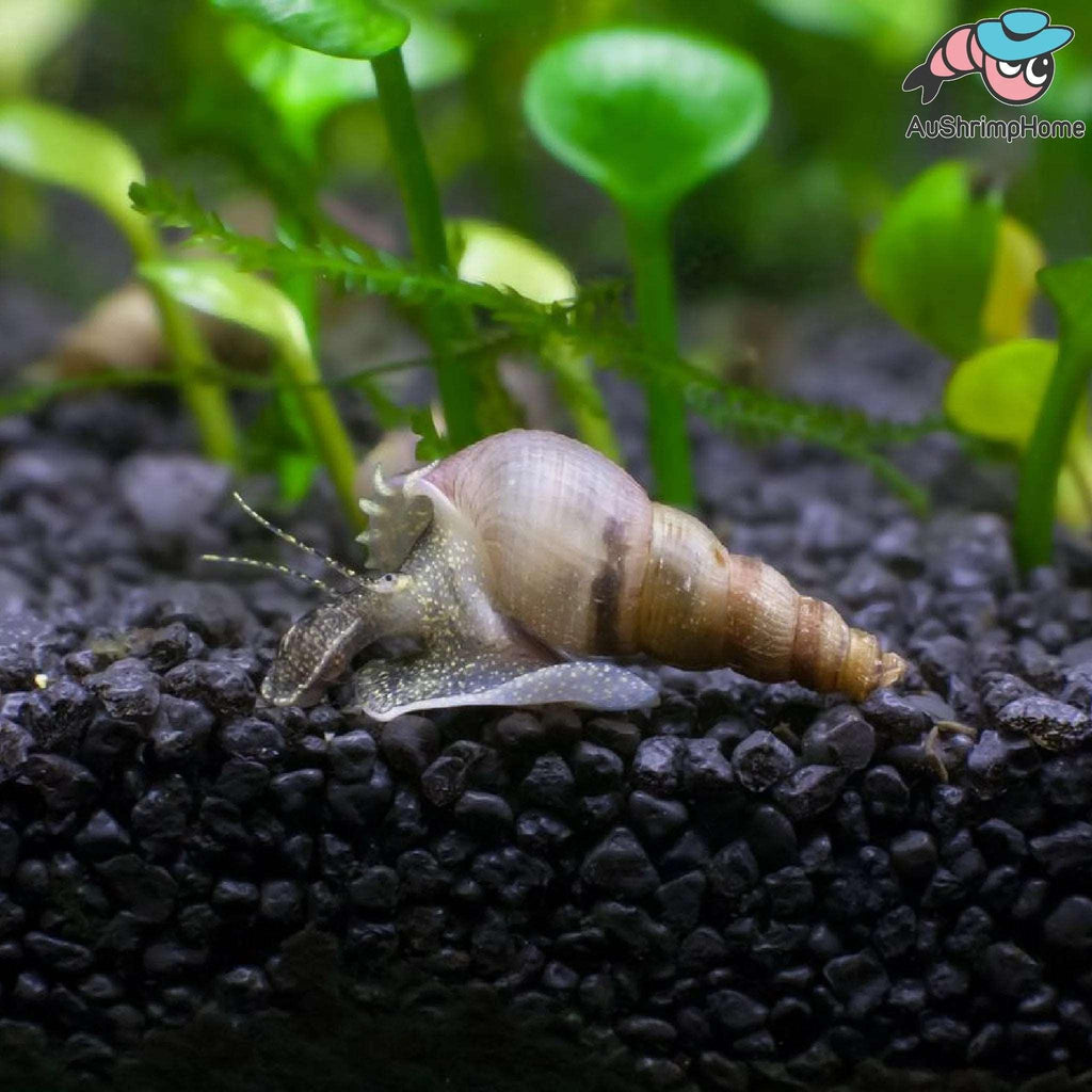 Malaysian Trumpet Snails - The Nature Gallery