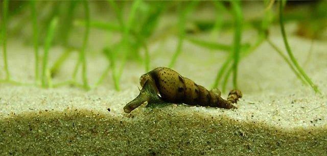 Malaysian Trumpet Snails - The Nature Gallery