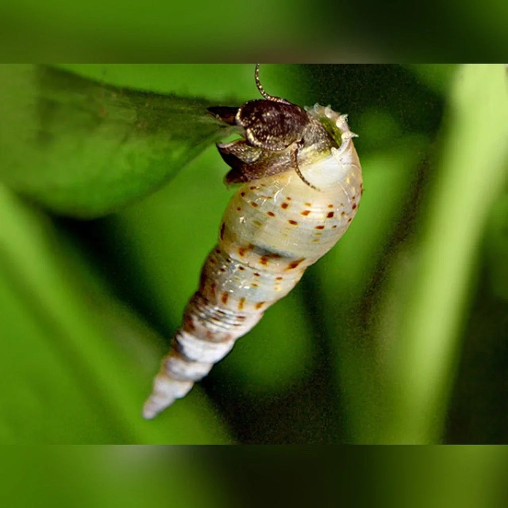 Malaysian Trumpet Snails - The Nature Gallery