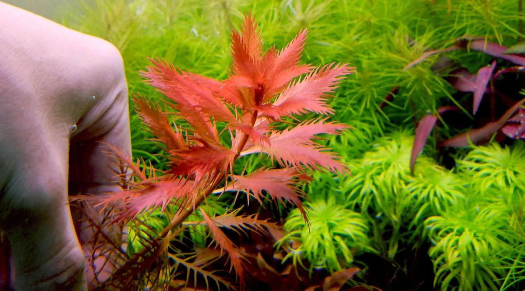 Mermaid Weed (Proserpinaca palustris) - The Nature Gallery