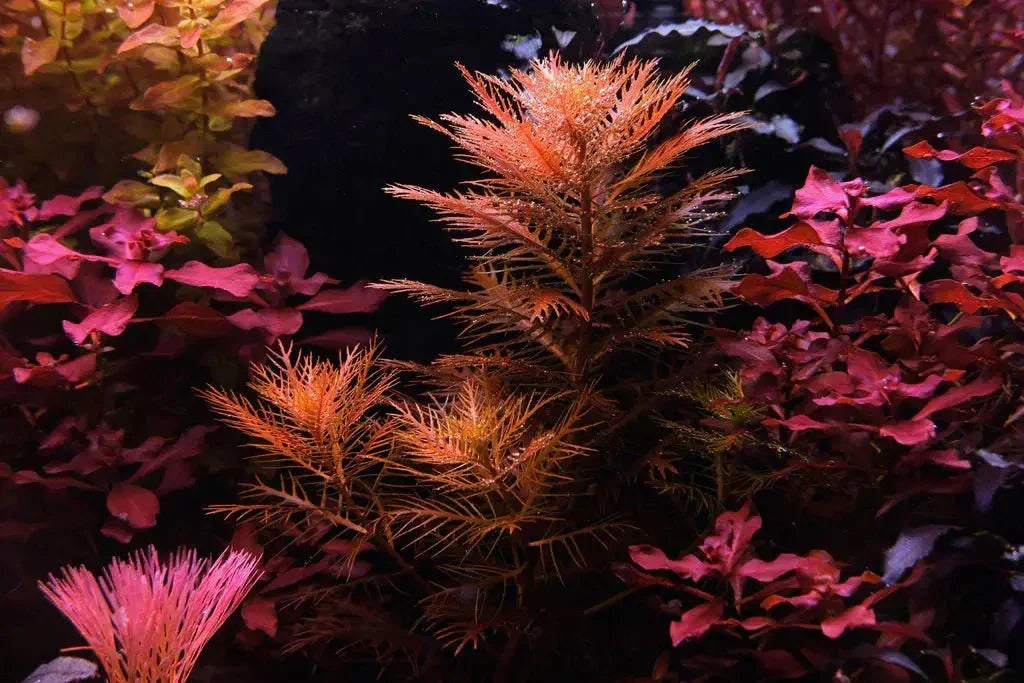 Mermaid Weed (Proserpinaca palustris) - The Nature Gallery
