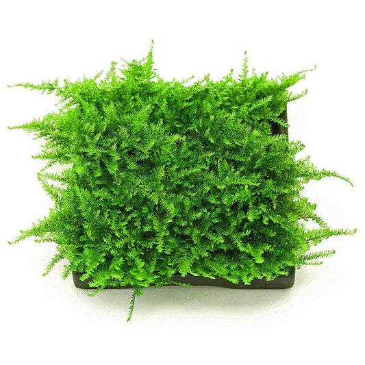 Mini Christmas Moss (Vesicularia montagnei) (Rare).