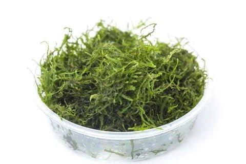 Mini Christmas Moss (Vesicularia montagnei) (Rare).
