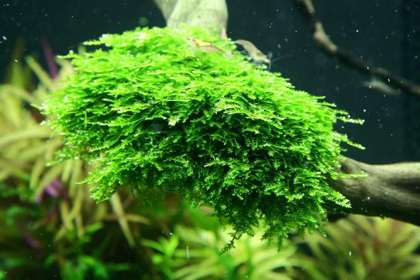 Mini Christmas Moss (Vesicularia montagnei) (Rare).