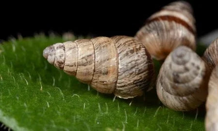 Mini Spiral Cone Snail (Rare).