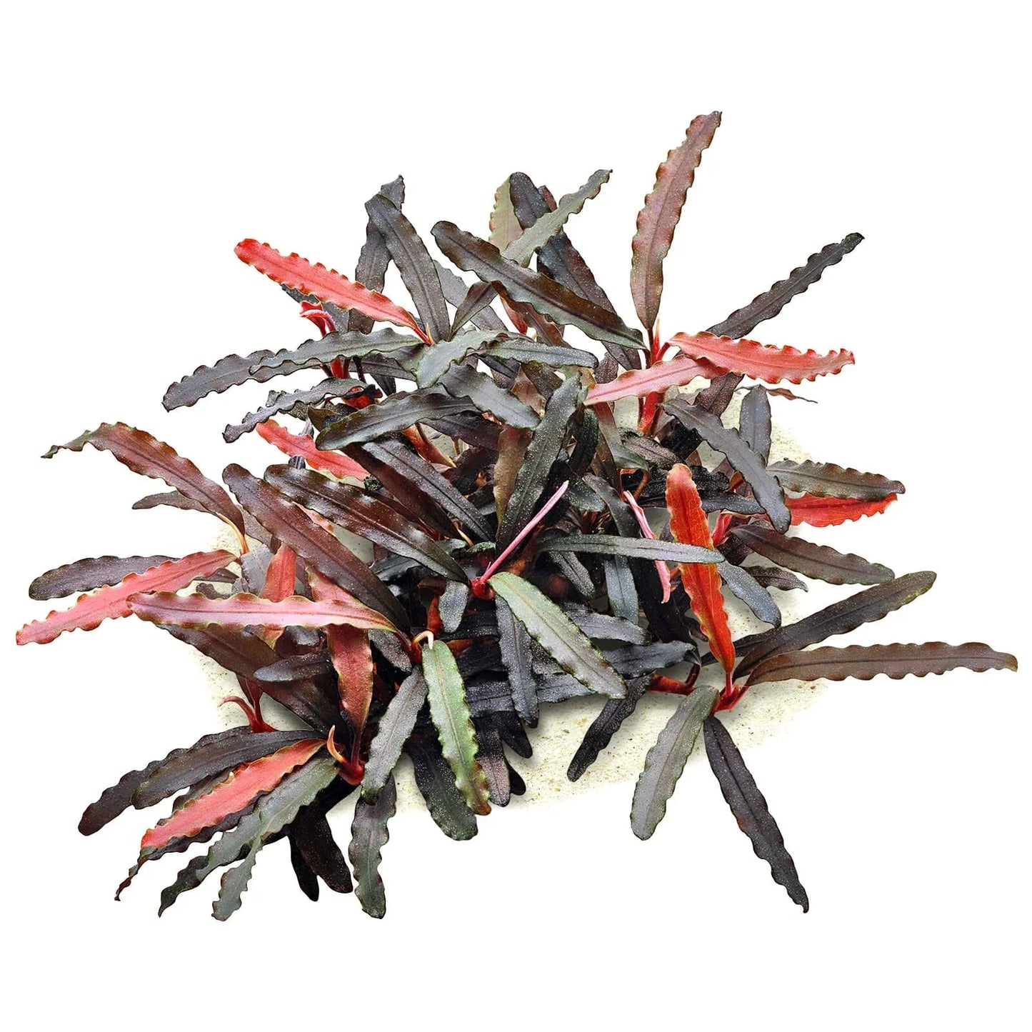 Mixed Bucephalandra (Rare).