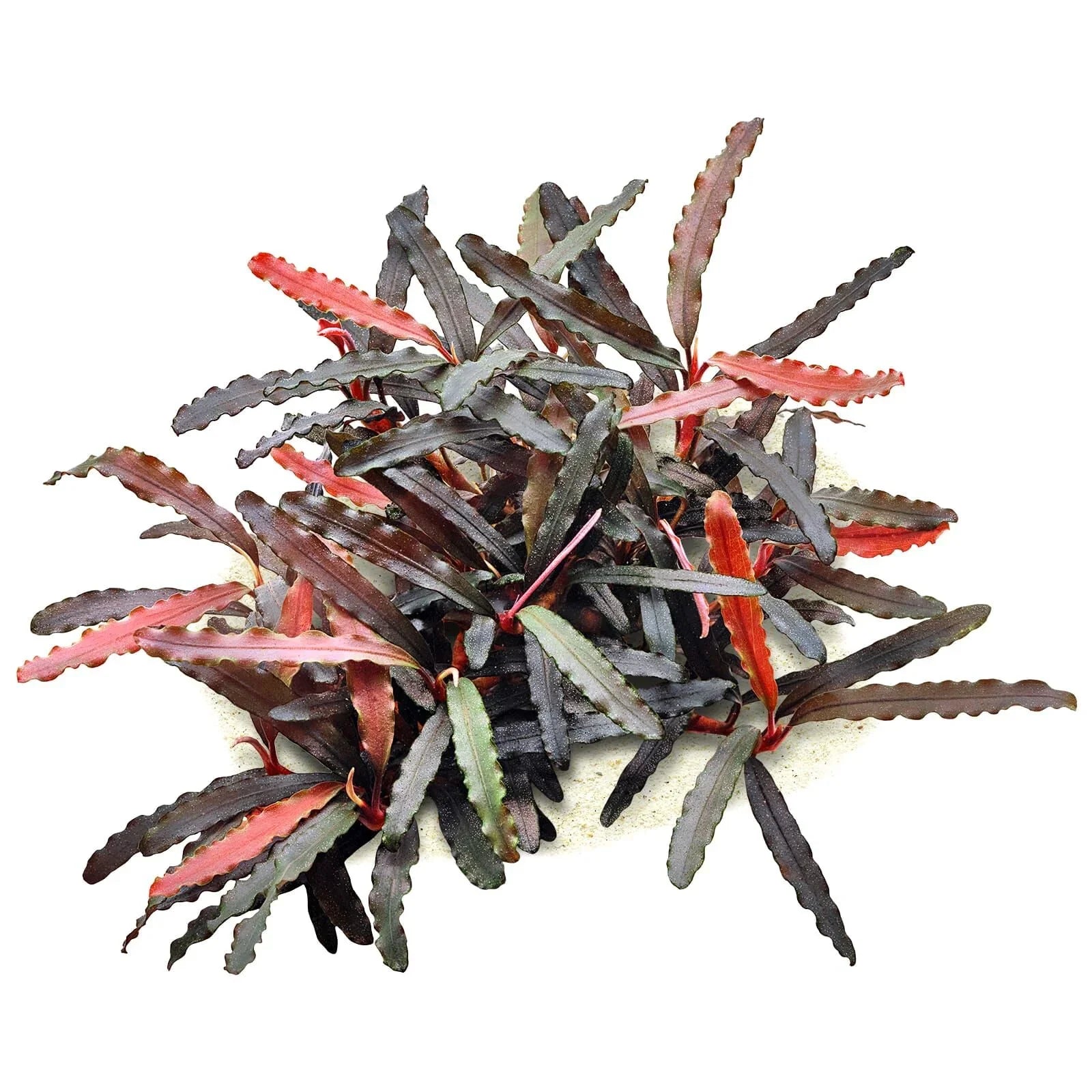 Mixed Bucephalandra (Rare).