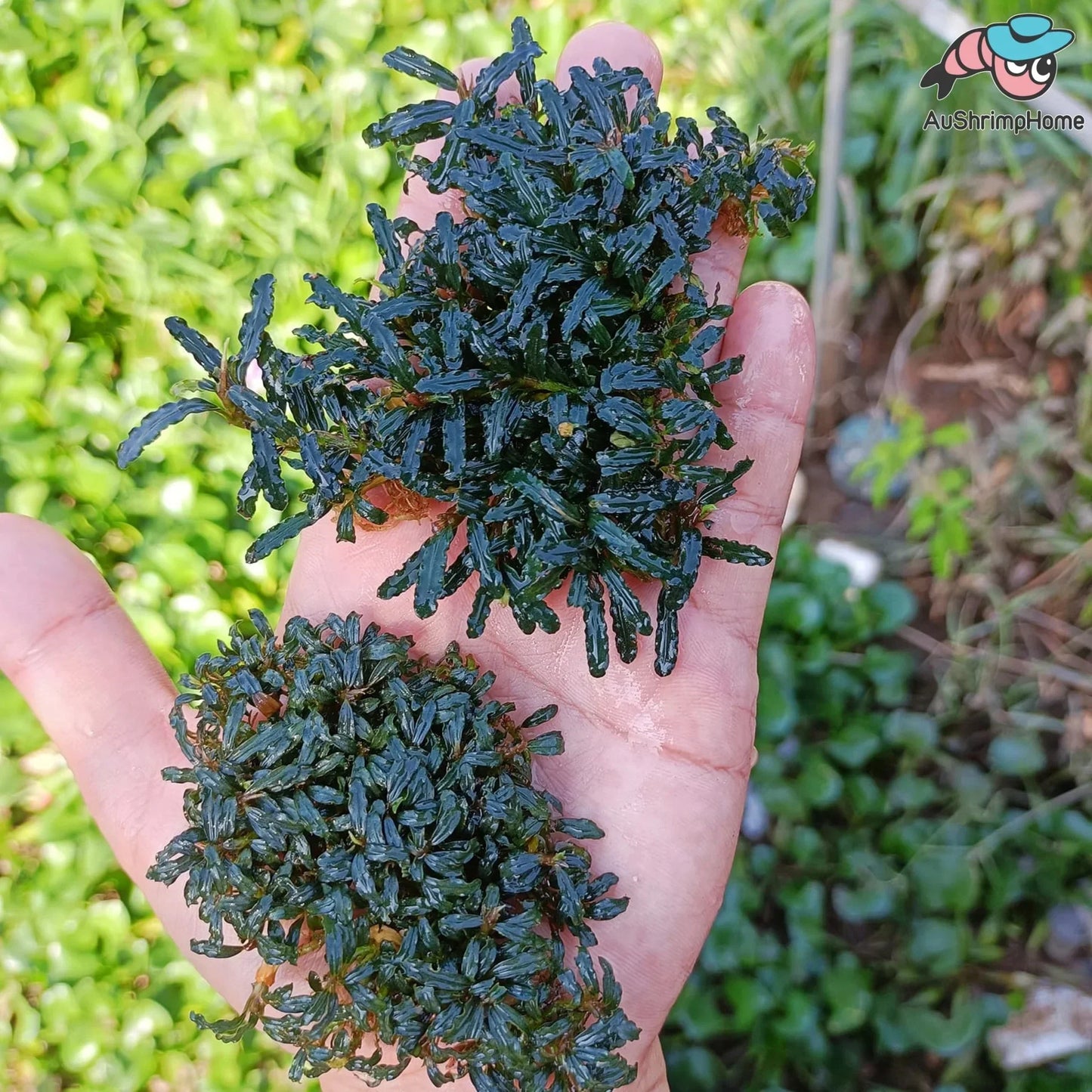 Mixed Bucephalandra (Rare).