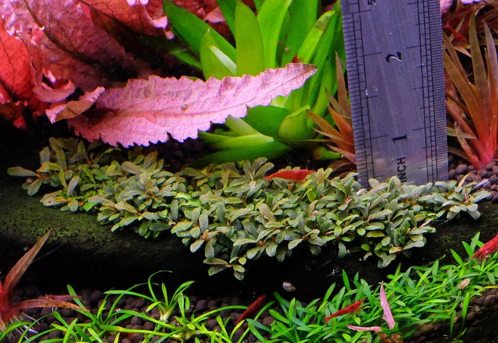 Mixed Bucephalandra (Rare).