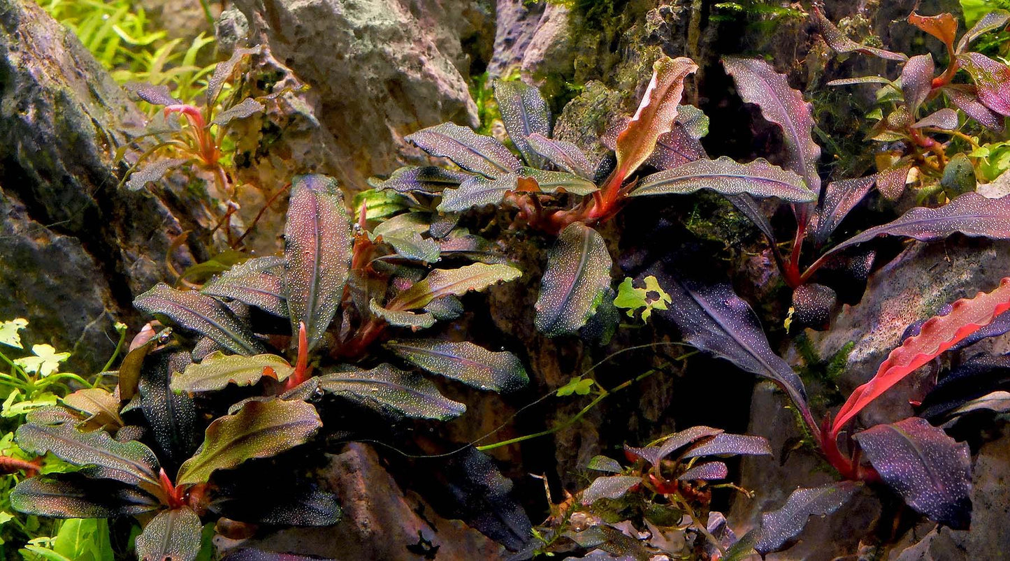 Mixed Bucephalandra (Rare).