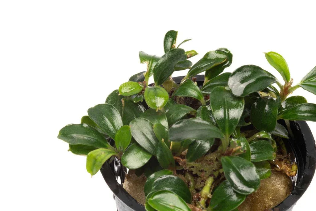 Mixed Bucephalandra (Rare).