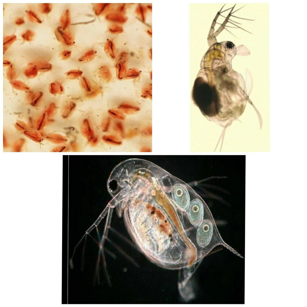 Moina Macropra (Daphnia Magna, Cousin)