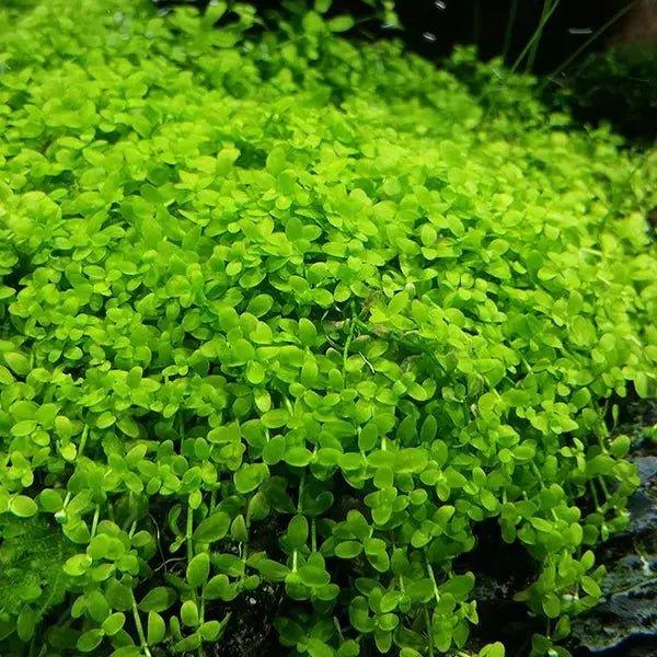 Monte Carlo (Micranthemum tweediei).