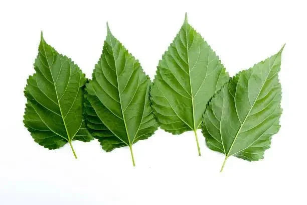 Mulberry Leaves (Pack of 10) - The Nature Gallery