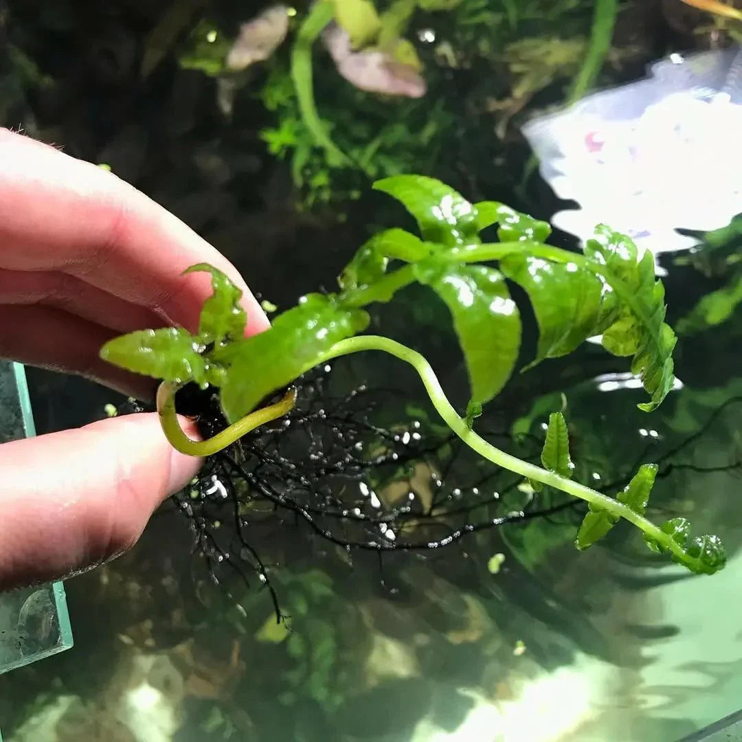 NSW Water Fern (Super Rare).