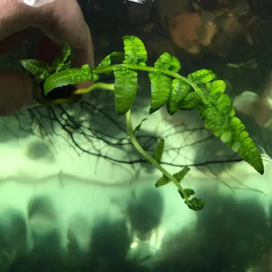 NSW Water Fern (Super Rare).