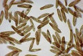 Paramecium Culture.