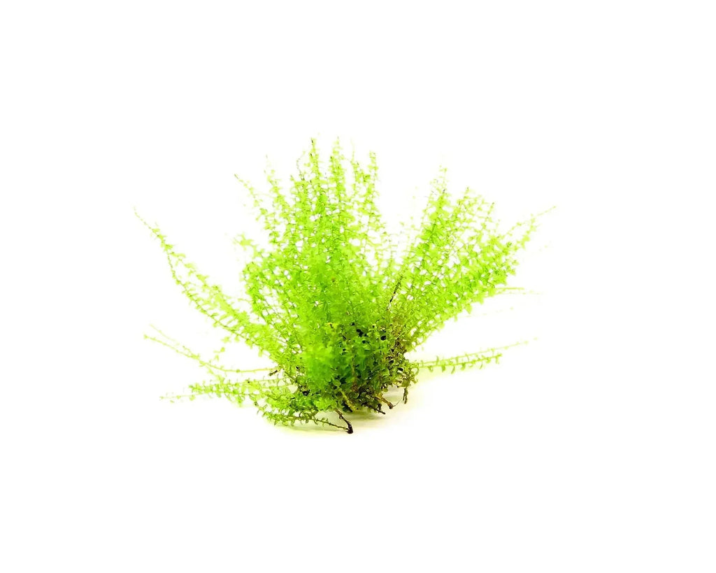 Pearl moss (Plagiomnium affine) (Rare).