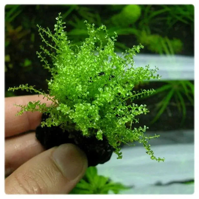 Pearl moss (Plagiomnium affine) (Rare).