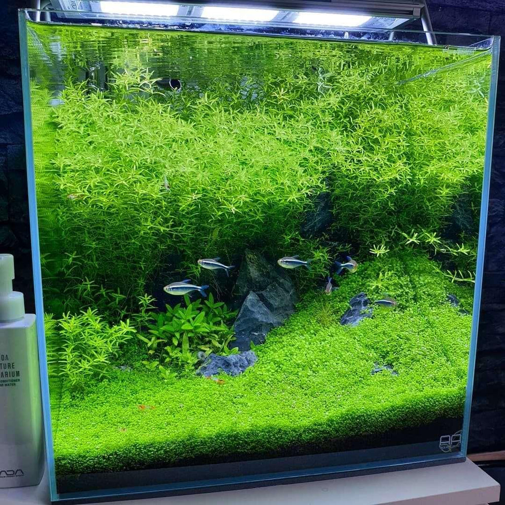 Pearl Weed (Hemianthus glomeratus).