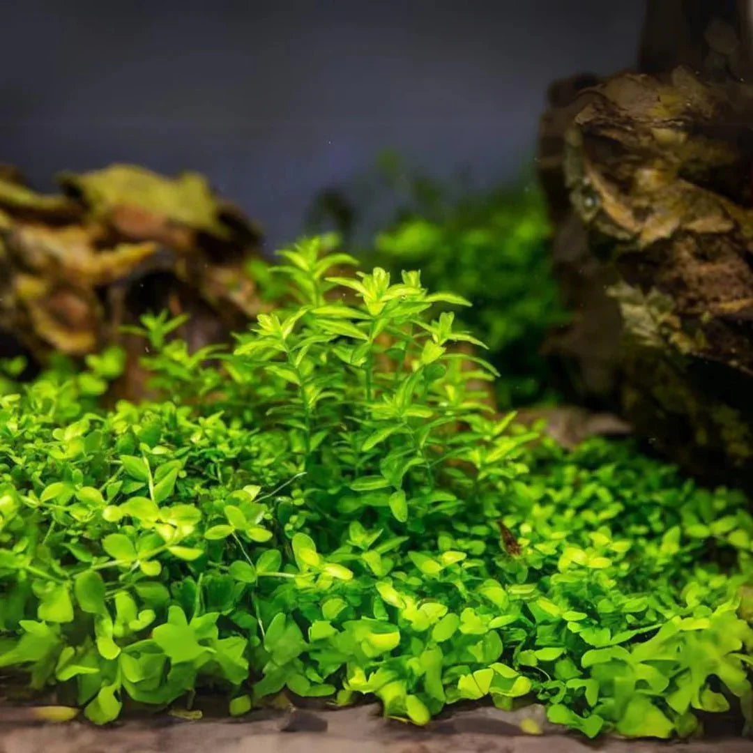 Pearl Weed (Hemianthus glomeratus).