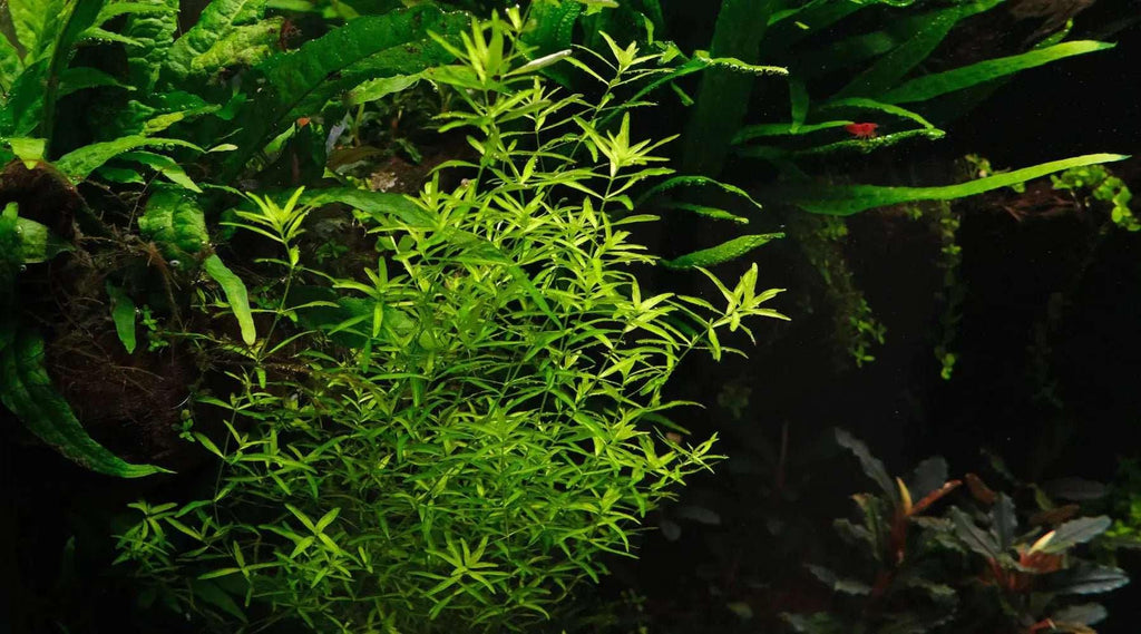 Pearl Weed (Hemianthus glomeratus).