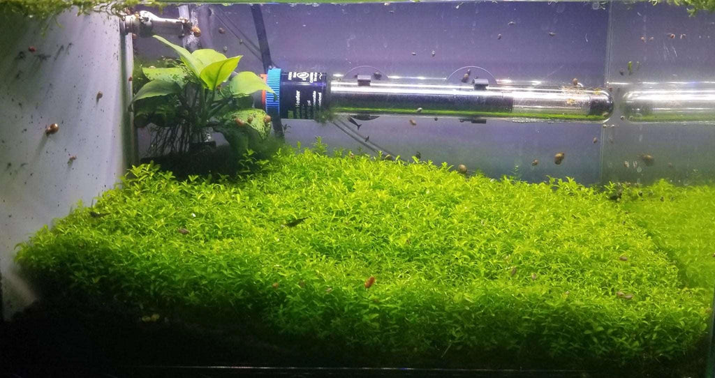 Pearl Weed (Hemianthus glomeratus).