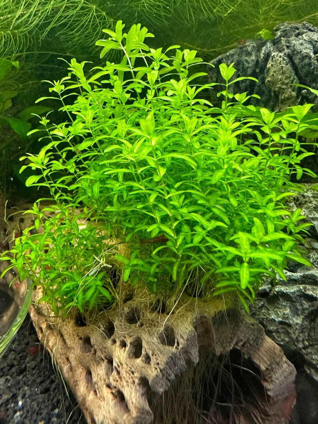 Pearl Weed (Hemianthus glomeratus).