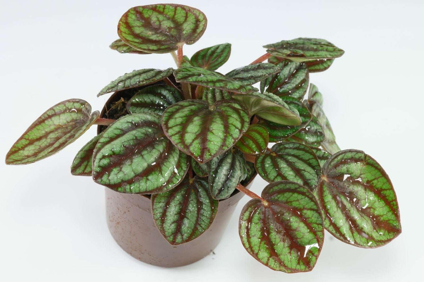 Peperomia albovittata - The Nature Gallery