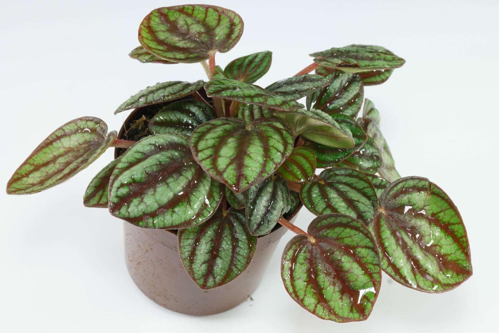 Peperomia albovittata - The Nature Gallery