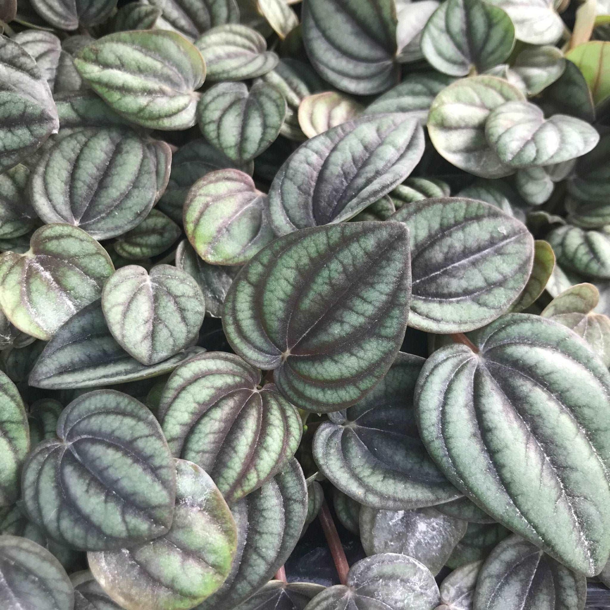 Peperomia albovittata - The Nature Gallery