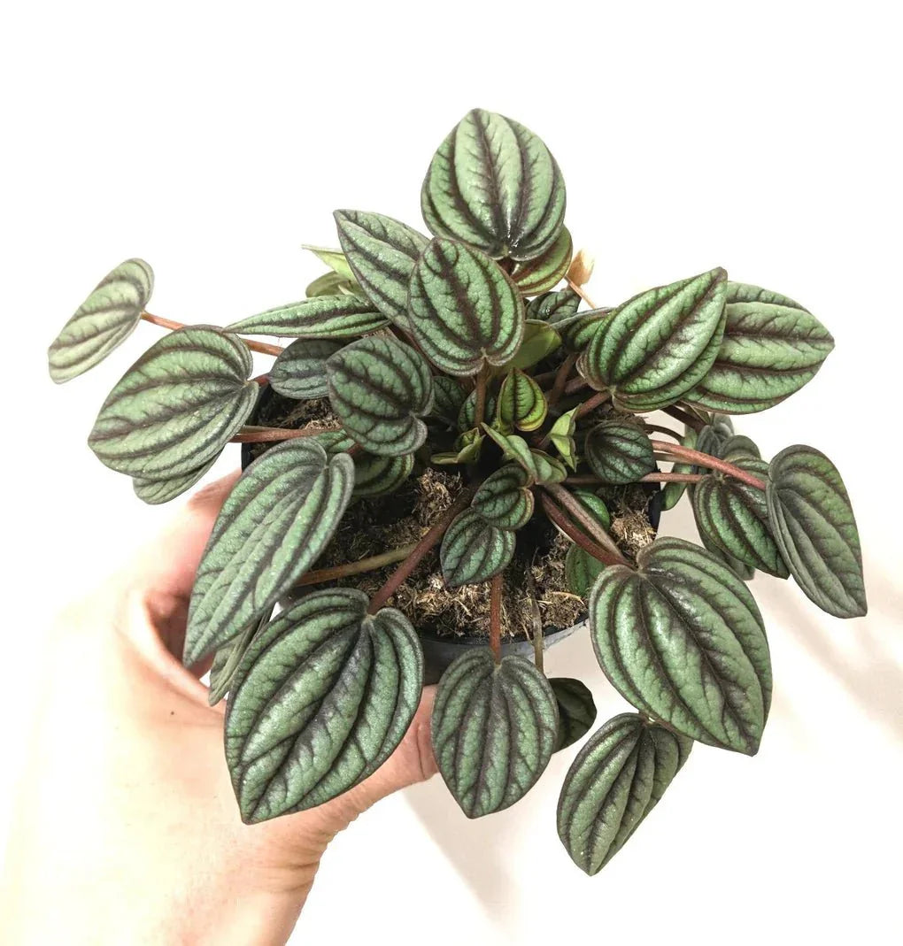 Peperomia albovittata - The Nature Gallery