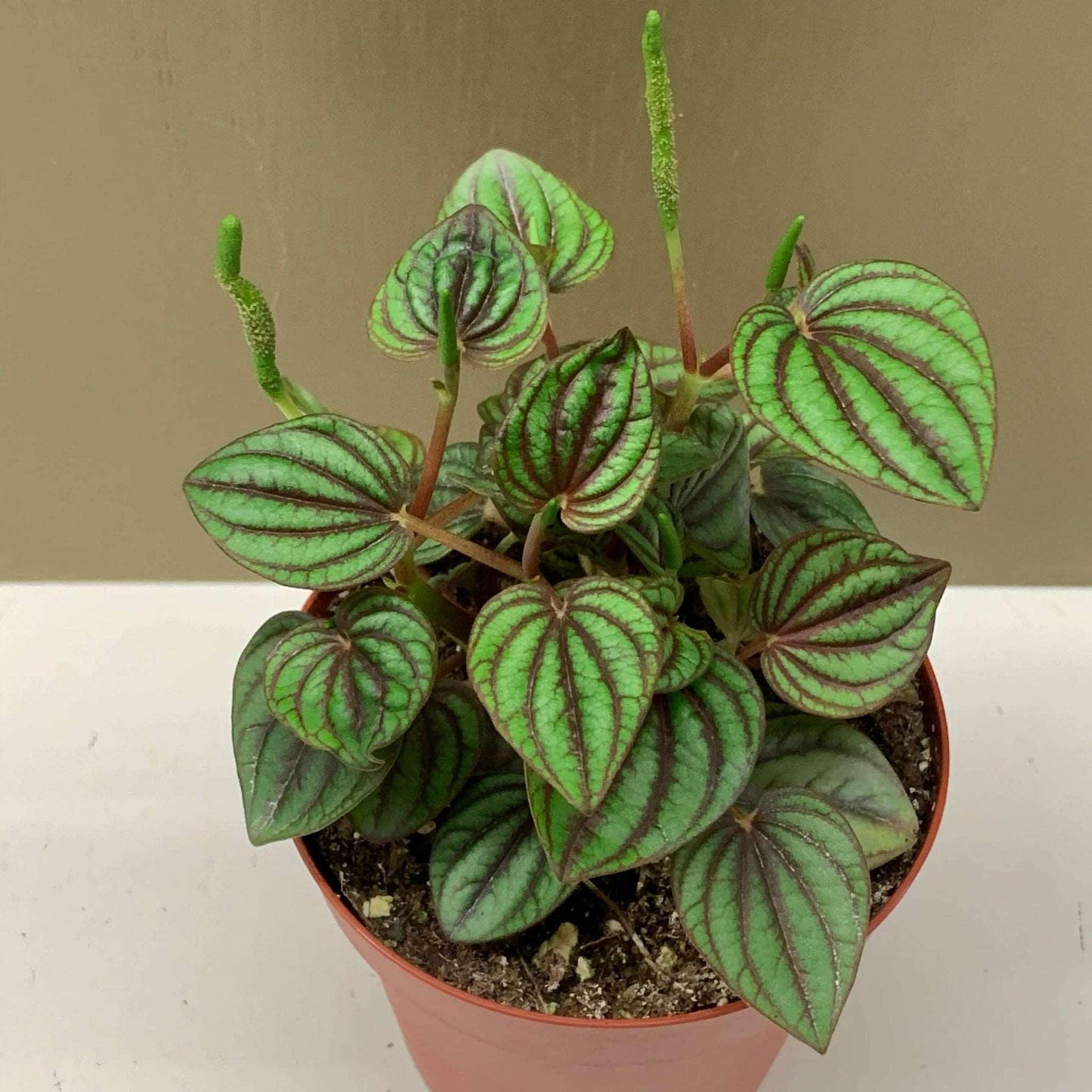 Peperomia albovittata - The Nature Gallery