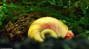 Pink Ramshorn Snail (Rare).