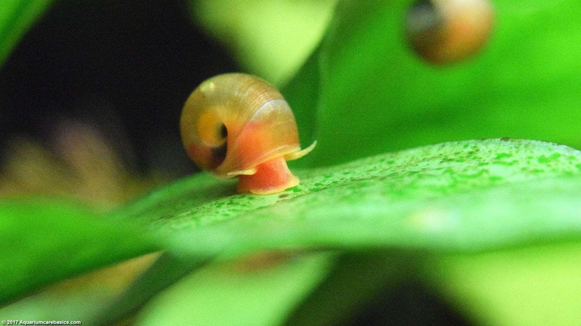 Pink Ramshorn Snail (Rare).