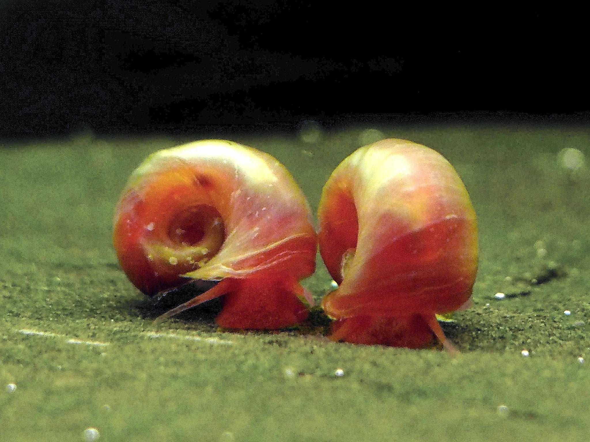 Pink Ramshorn Snail (Rare).