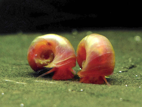 Pink Ramshorn Snail (Rare).